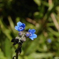 Cynoglossum zeylanicum (Sw. ex Lehm.) Thunb. ex Brand